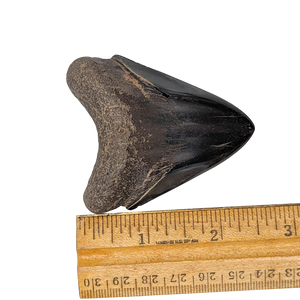 Authentic 2 1/2" Megalodon Shark Tooth Fossil