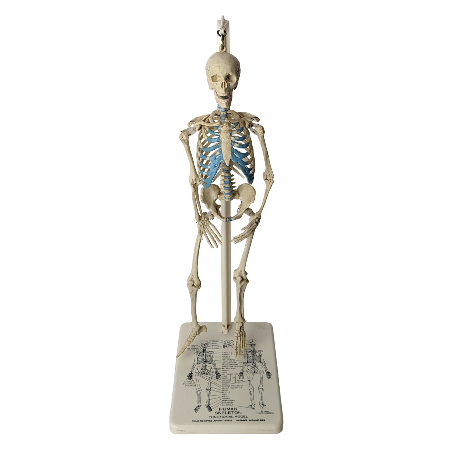 Rare Johns Hopkins Anatomical Model Human Skeleton