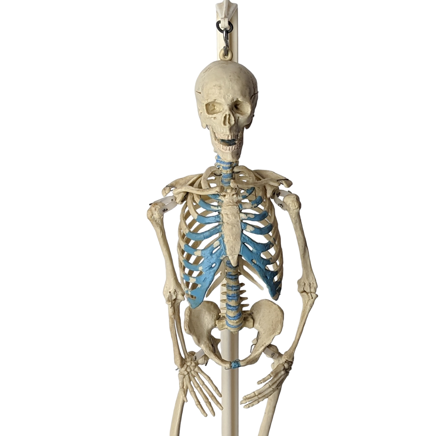 Rare Johns Hopkins Anatomical Model Human Skeleton