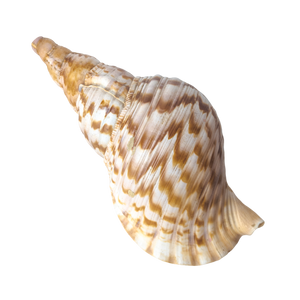 13 1/2" Pacific Giant Triton Shell