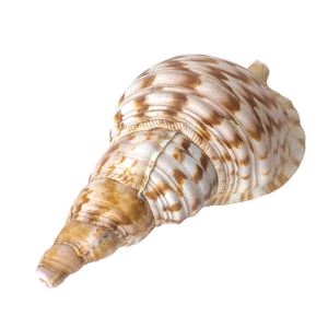 13 1/2" Pacific Giant Triton Shell