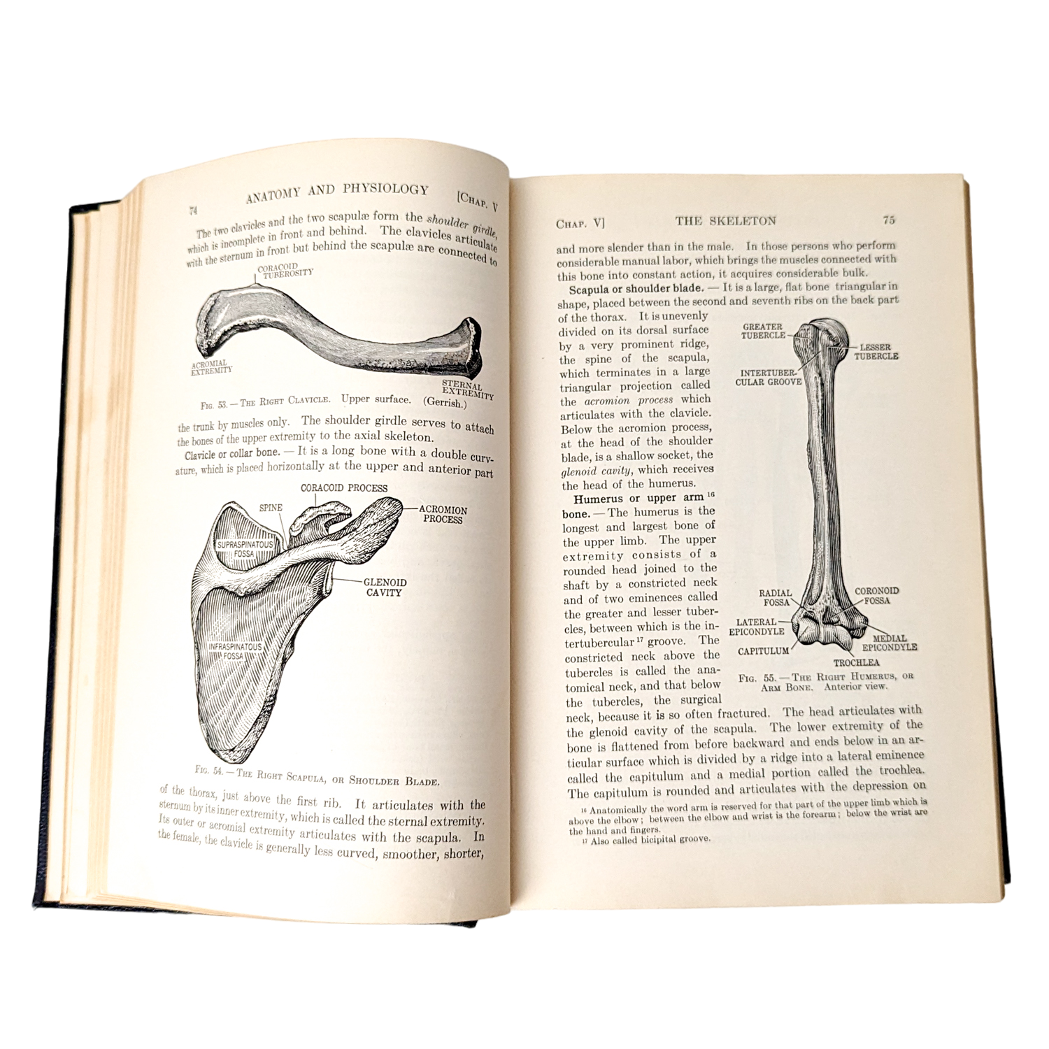 Vintage 1932 Textbook of Anatomy & Physiology