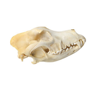 Domestic Dog Skull (Mesocephalic)