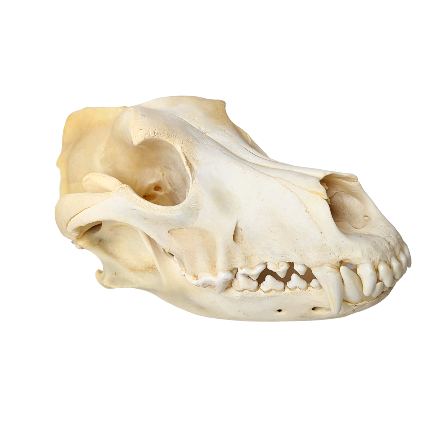 Domestic Dog Skull (Mesocephalic)