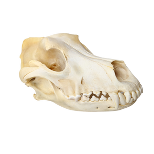 Domestic Dog Skull (Mesocephalic)