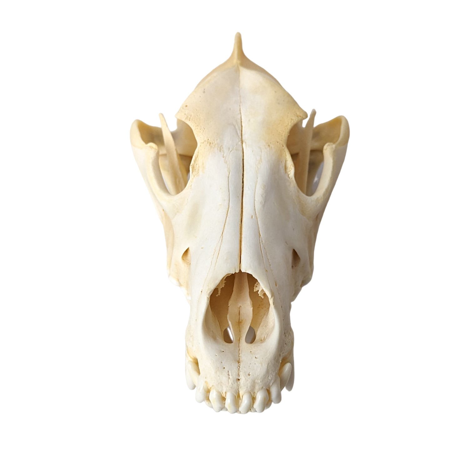 Domestic Dog Skull (Mesocephalic)