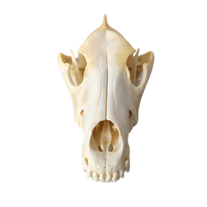 Domestic Dog Skull (Mesocephalic)