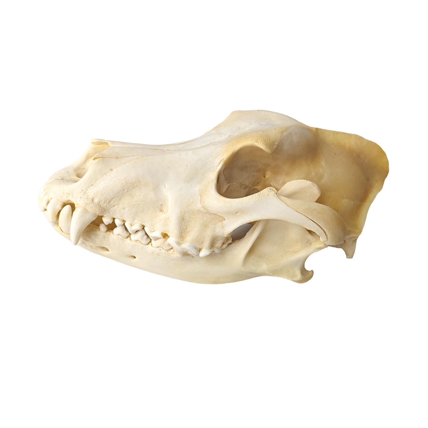 Domestic Dog Skull (Mesocephalic)