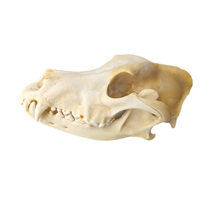 Domestic Dog Skull (Mesocephalic)