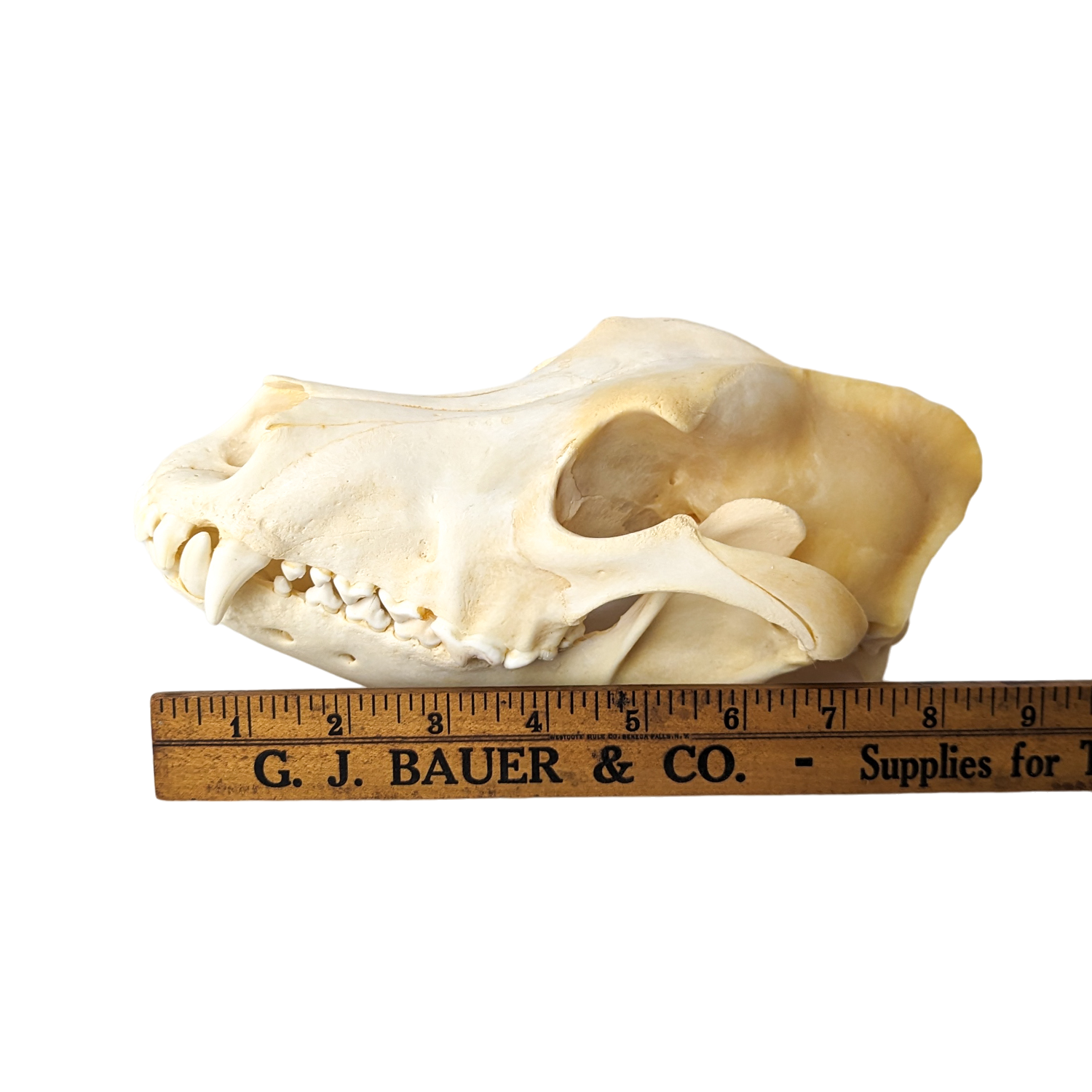 Domestic Dog Skull (Mesocephalic)