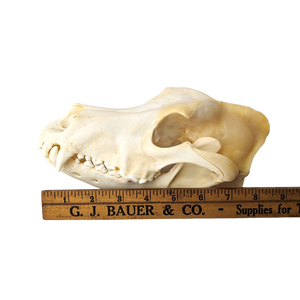 Domestic Dog Skull (Mesocephalic)