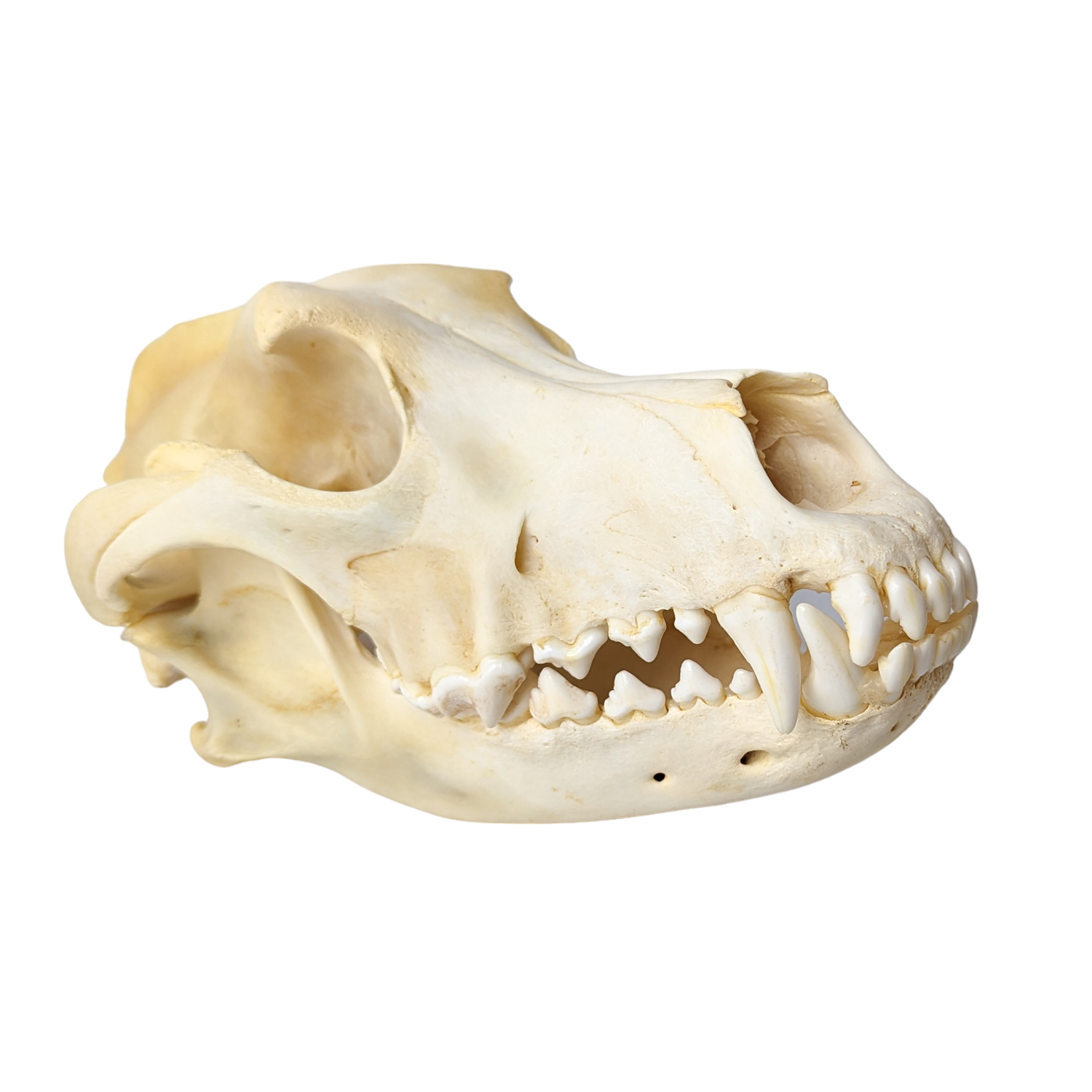 Domestic Dog Skull (Mesocephalic)