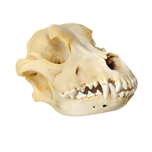 Domestic Dog Skull (Brachycephalic)