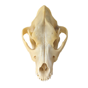 Domestic Dog Skull (Brachycephalic)