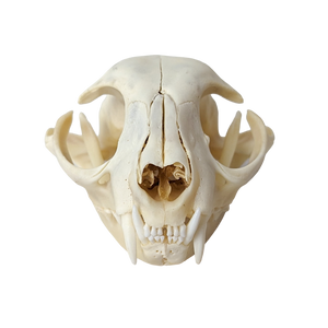 Domestic Cat Skull
