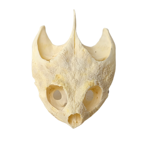 Snapping Turtle Skull