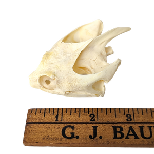 Snapping Turtle Skull