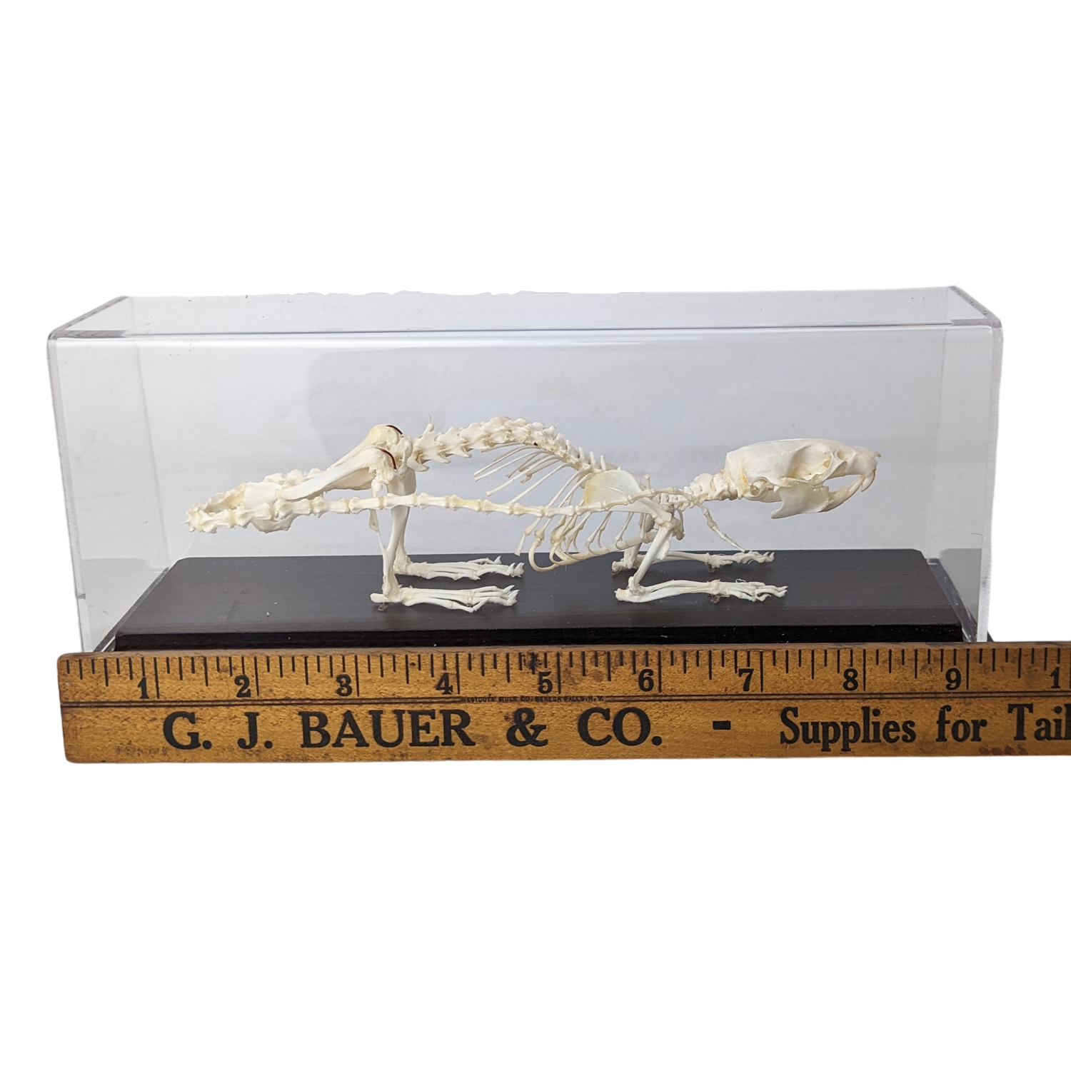 Articulated Rat Skeleton