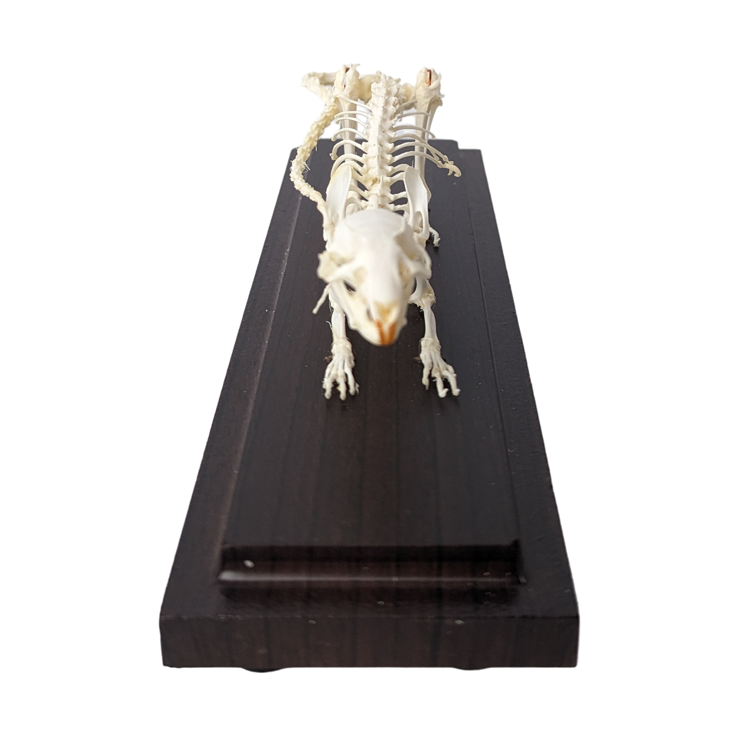 Articulated Rat Skeleton