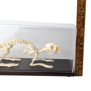 Articulated Rabbit Skeleton