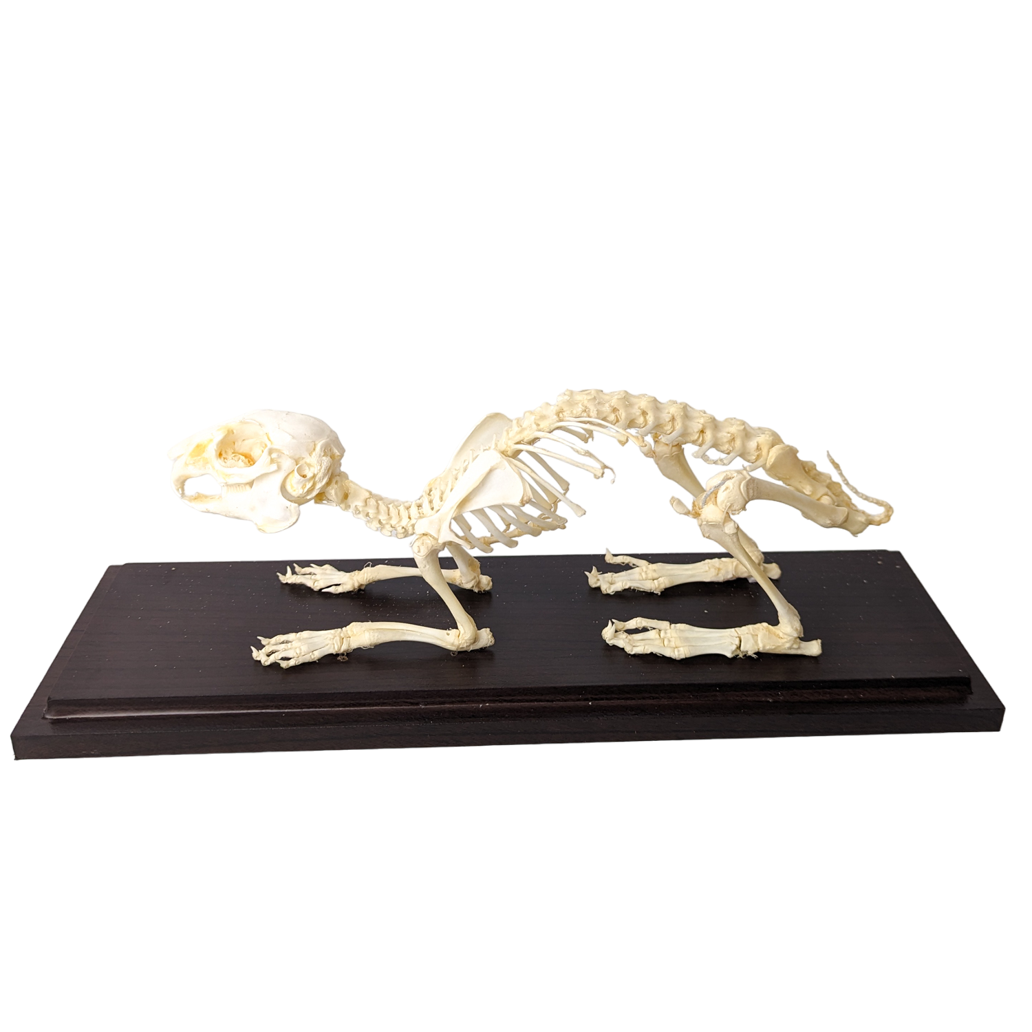 Articulated Rabbit Skeleton