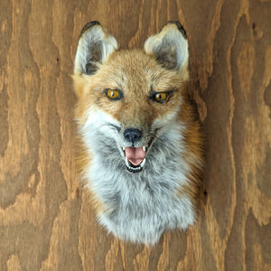 Taxidermy Red Fox Bust