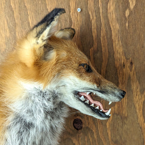 Taxidermy Red Fox Bust