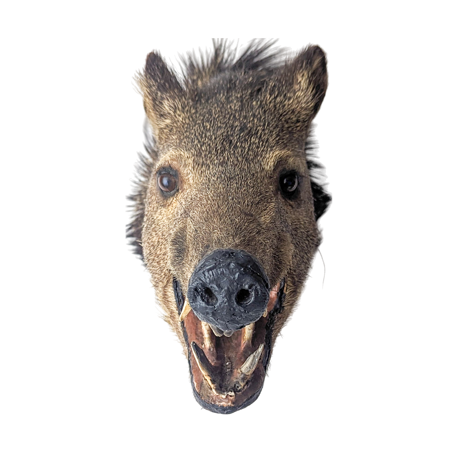 Vintage Taxidermy Javelina Wall Mount