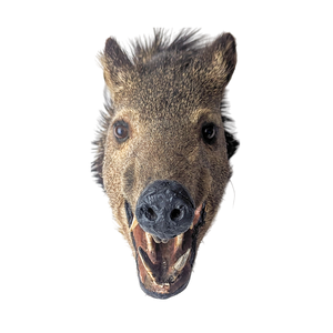 Vintage Taxidermy Javelina Wall Mount