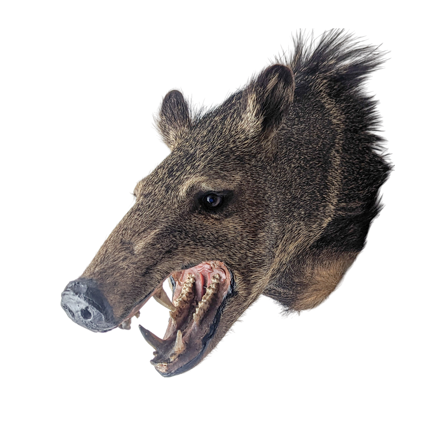 Vintage Taxidermy Javelina Wall Mount