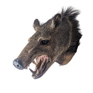 Vintage Taxidermy Javelina Wall Mount