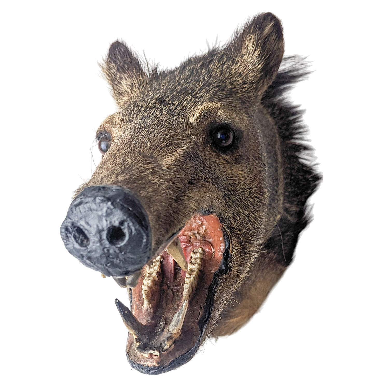 Vintage Taxidermy Javelina Wall Mount