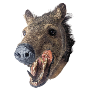 Vintage Taxidermy Javelina Wall Mount