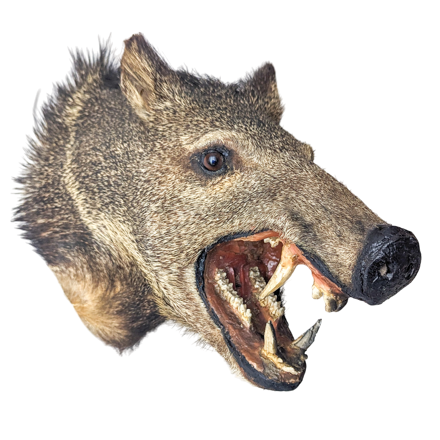 Vintage Taxidermy Javelina Wall Mount