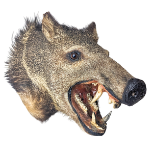 Vintage Taxidermy Javelina Wall Mount