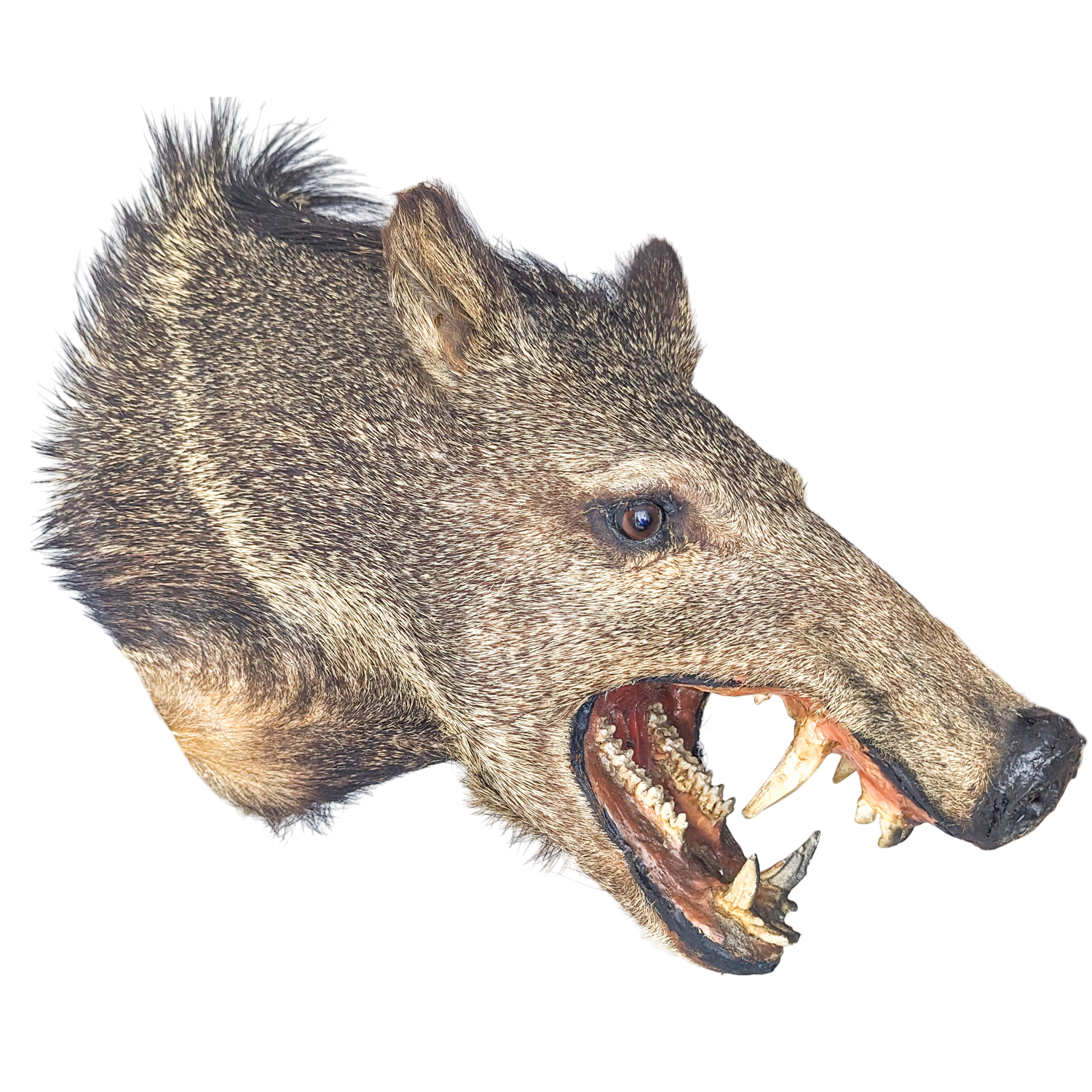 Vintage Taxidermy Javelina Wall Mount