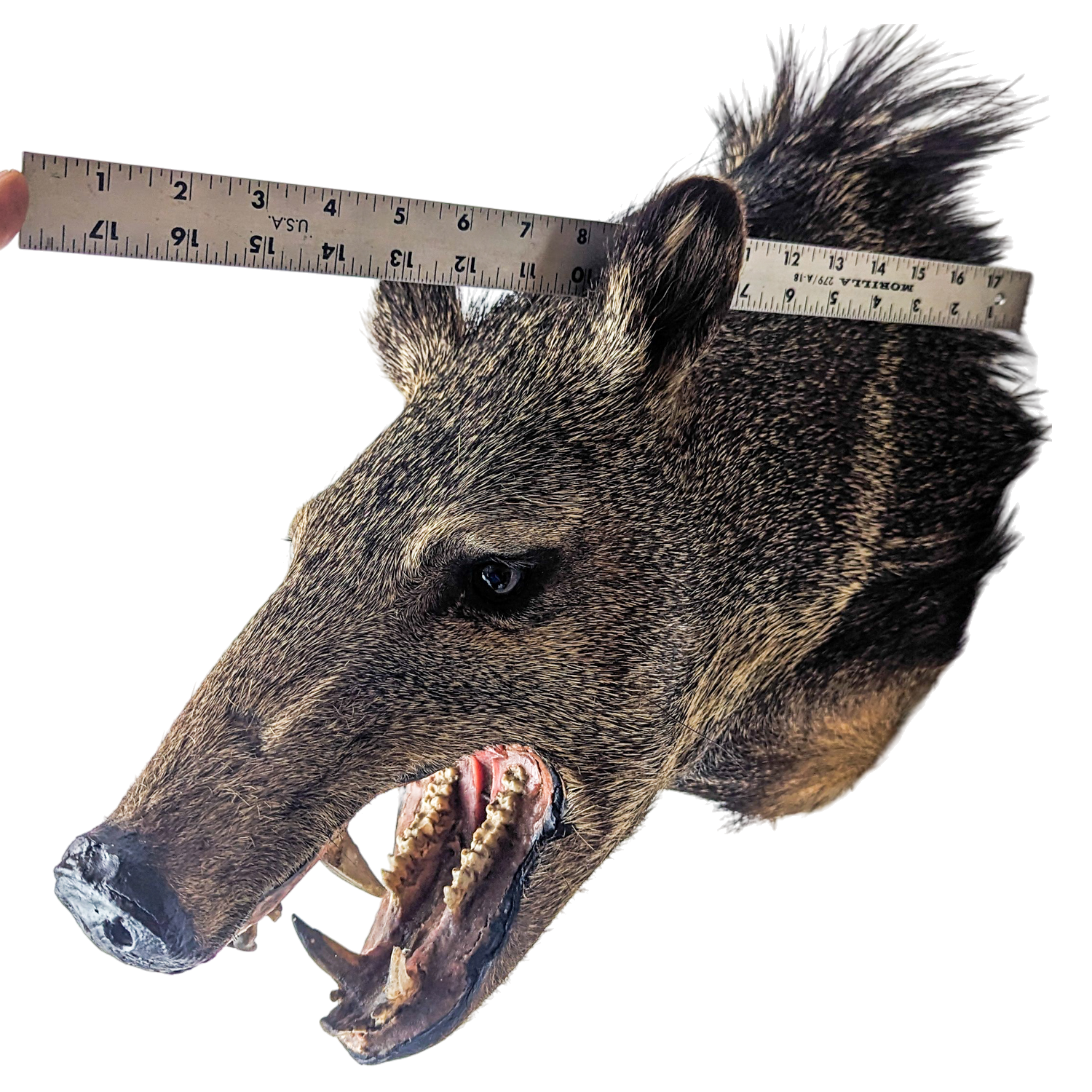 Vintage Taxidermy Javelina Wall Mount