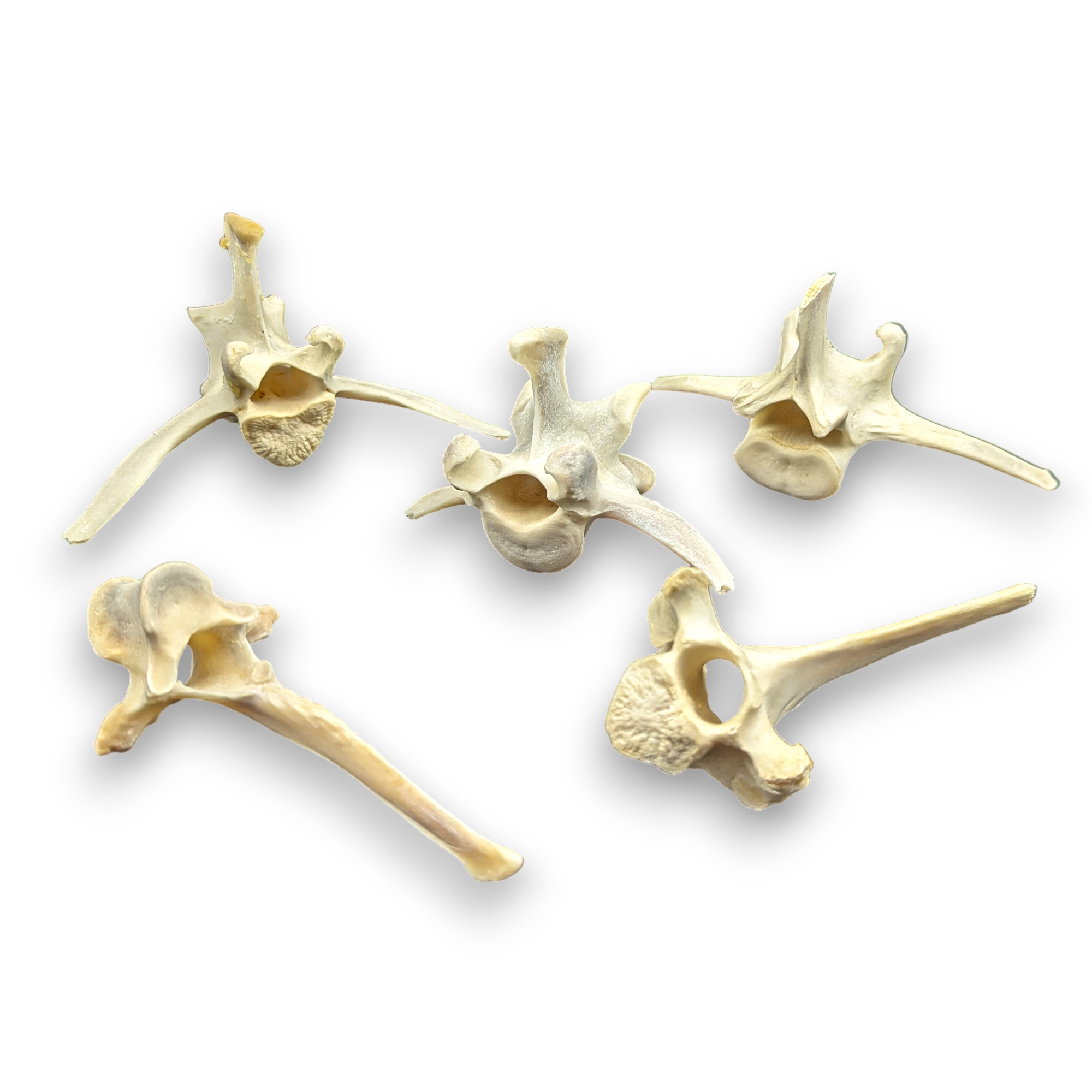 Wild Boar Vertebrae