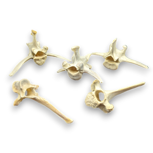 Wild Boar Vertebrae