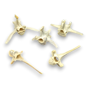 Wild Boar Vertebrae