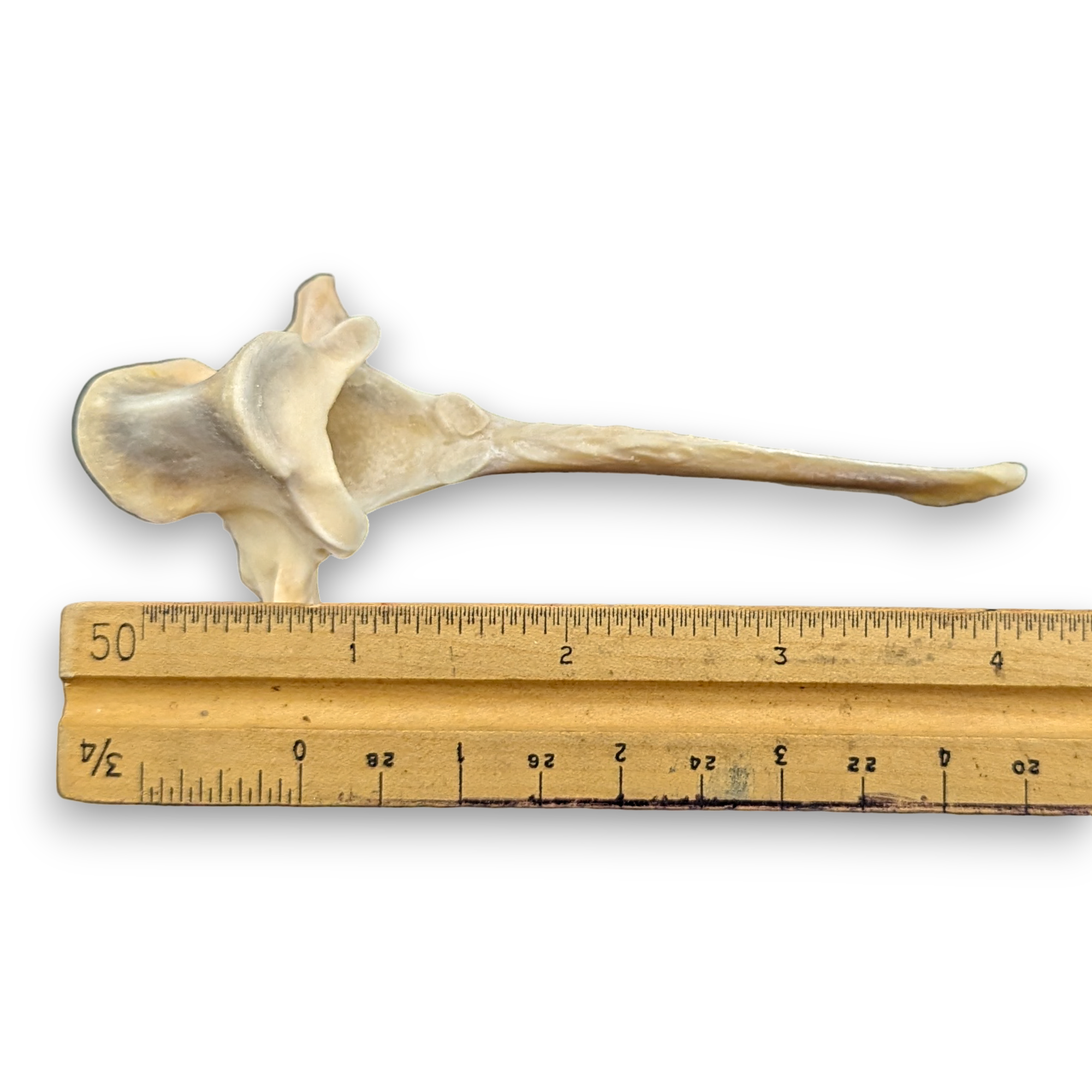 Wild Boar Vertebrae