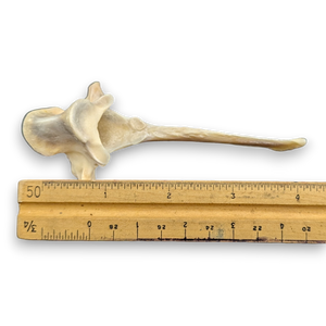 Wild Boar Vertebrae