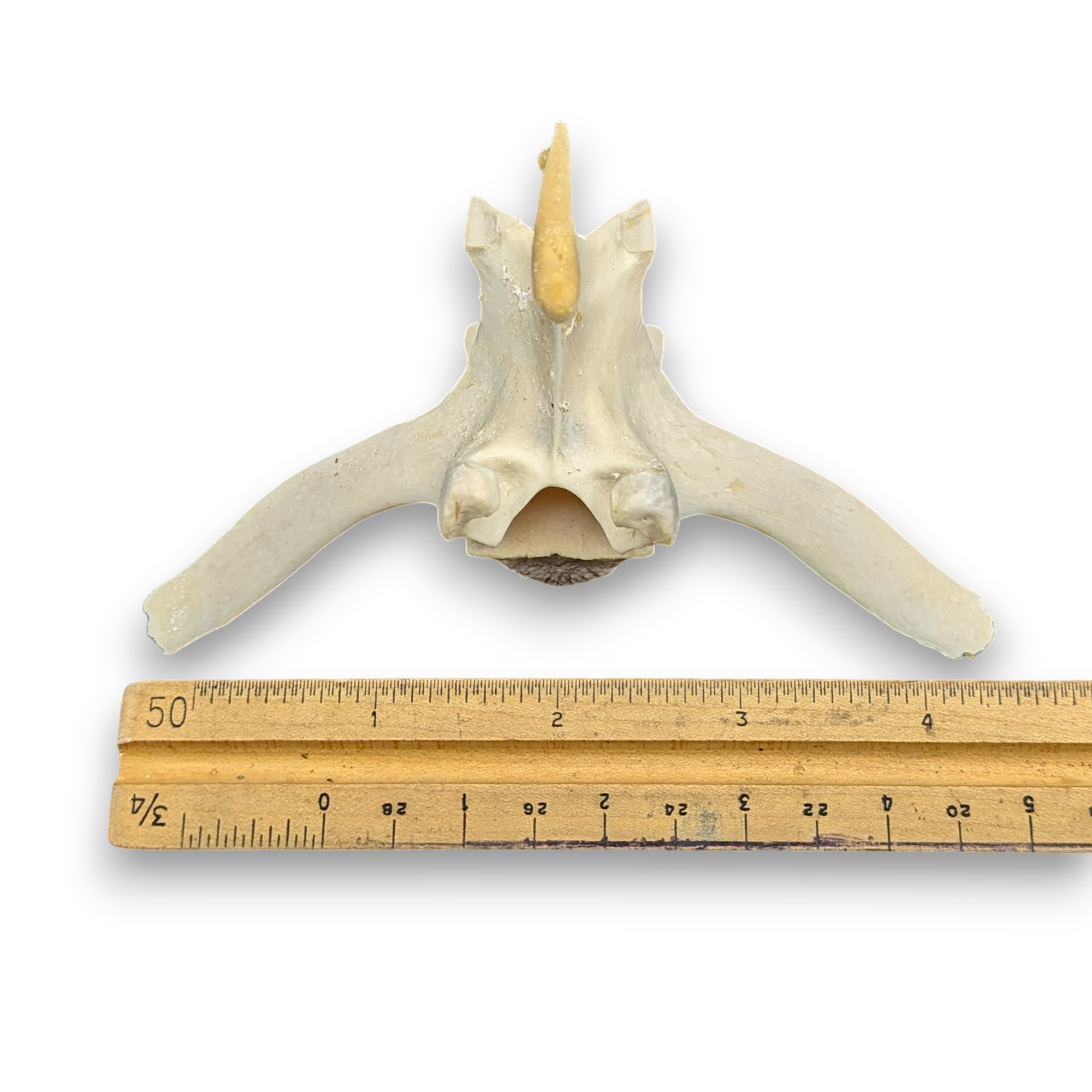 Wild Boar Vertebrae