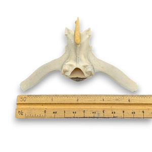 Wild Boar Vertebrae