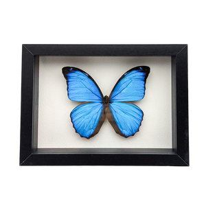 Morpho Menelaus