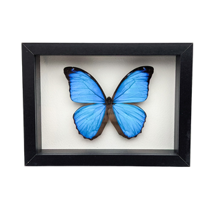 Morpho Menelaus