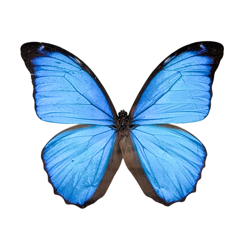 Morpho Menelaus