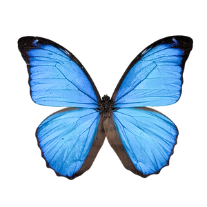 Morpho Menelaus