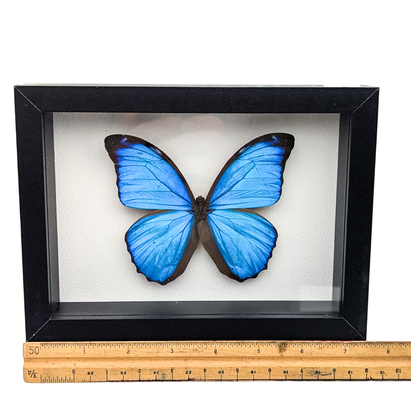 Morpho Menelaus