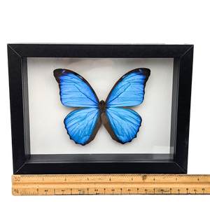 Morpho Menelaus